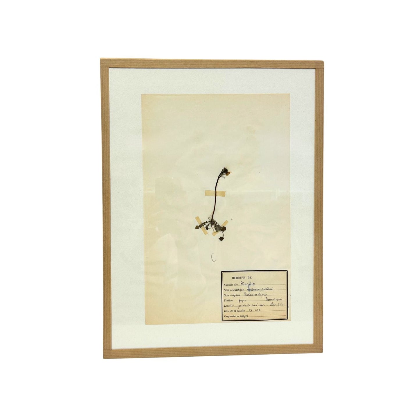 Pressed Botanical with Hook V