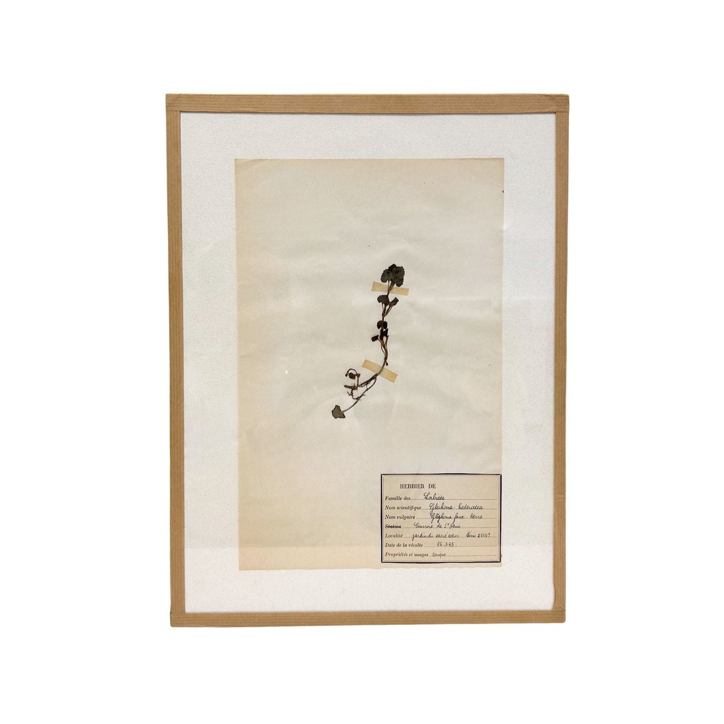 Pressed Botanical with Hook IX