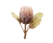 Retail $13: Mauve Protea Stem