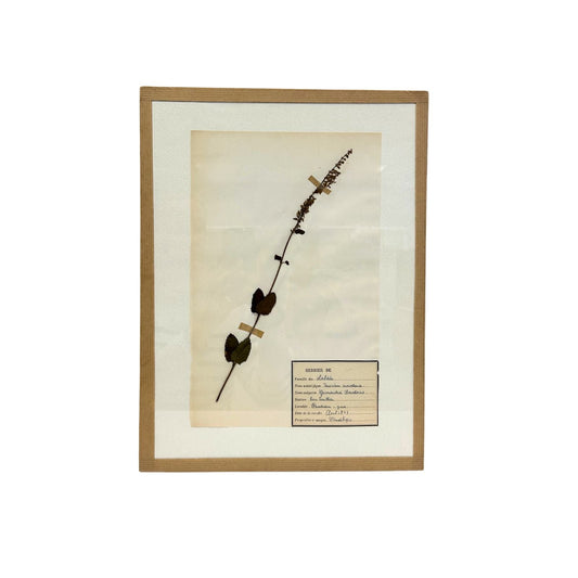 Pressed Botanical with Hook II