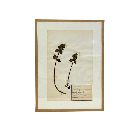 Pressed Botanical with Hook III