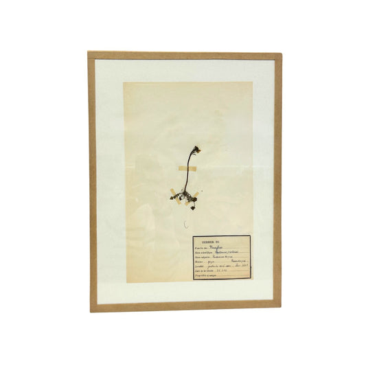 Pressed Botanical with Hook V