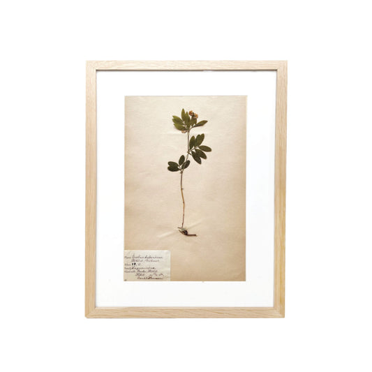 Framed Vintage Botanical XXV