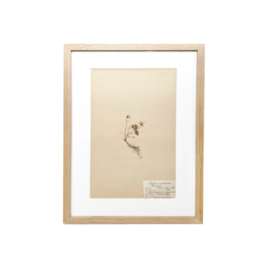 Framed Vintage Botanical XXXII