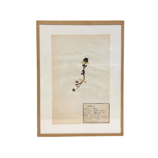 Pressed Botanical with Hook IX